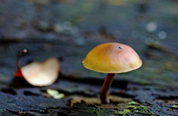 Tiny Mushroom by Deb Oppermann